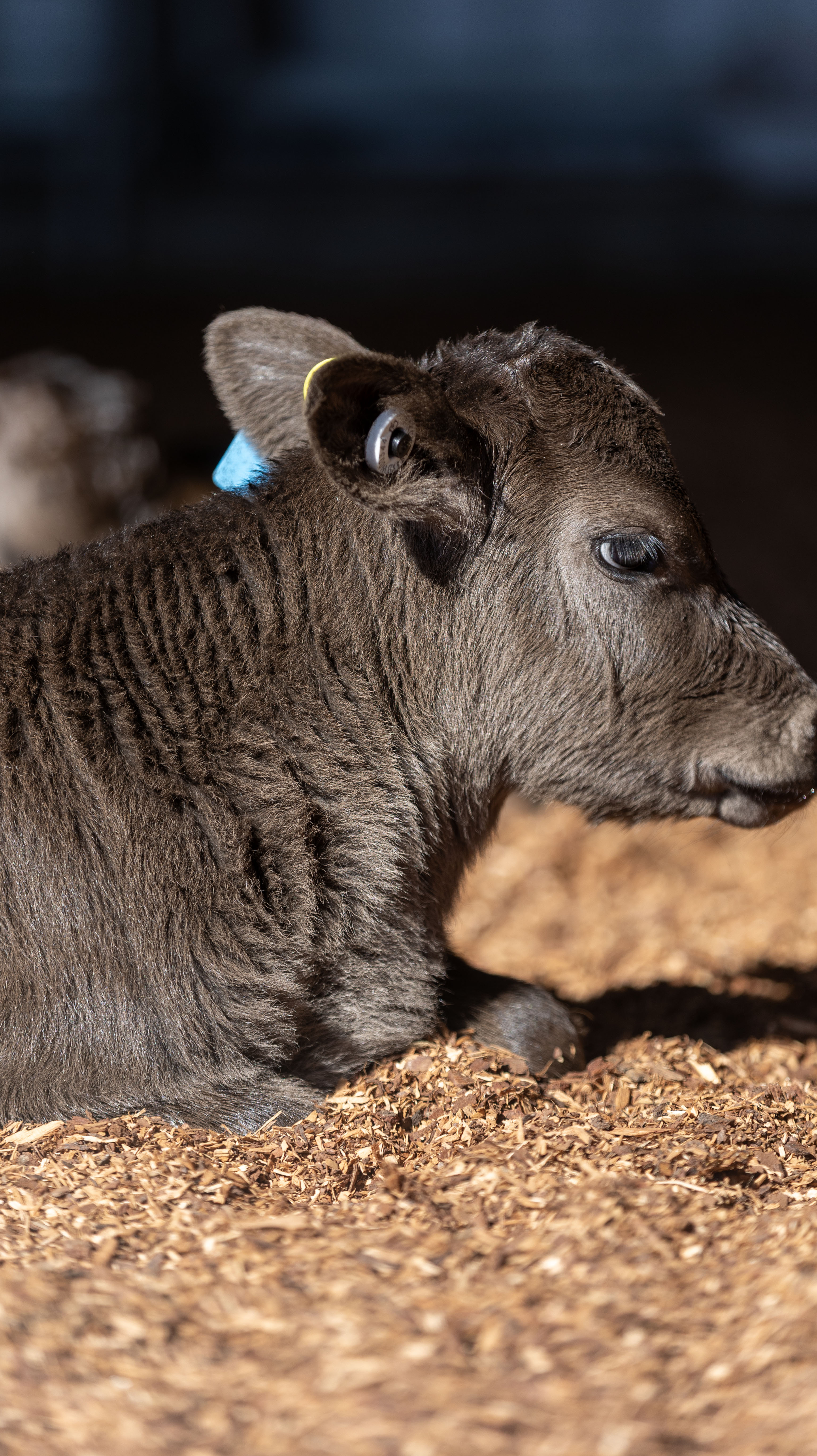 Bream Creek dairy